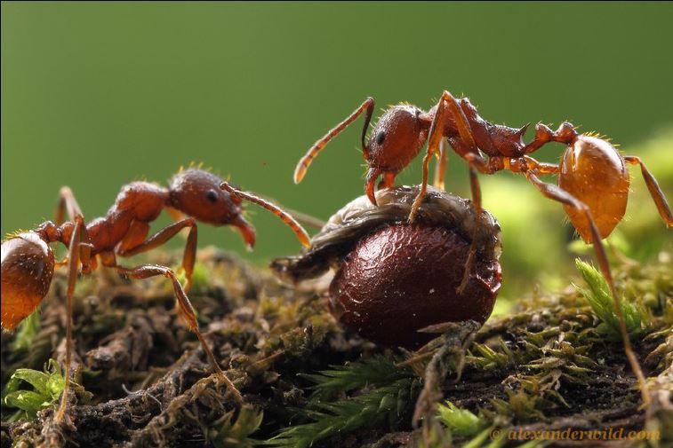 Arthropods